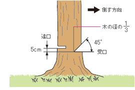 立ち木の伐採作業では木のまわりの障害物を取除きに安全な退避場所を決めておく